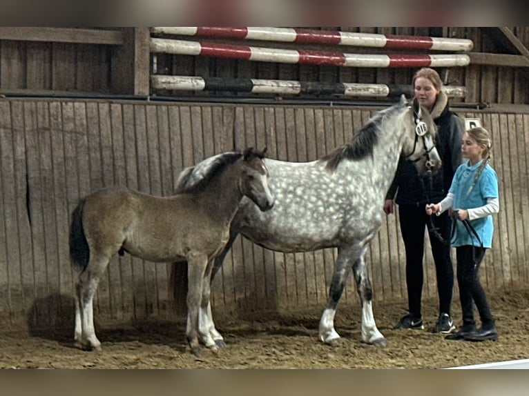 Welsh-A Hengst Fohlen (03/2024) 122 cm Buckskin in Satow