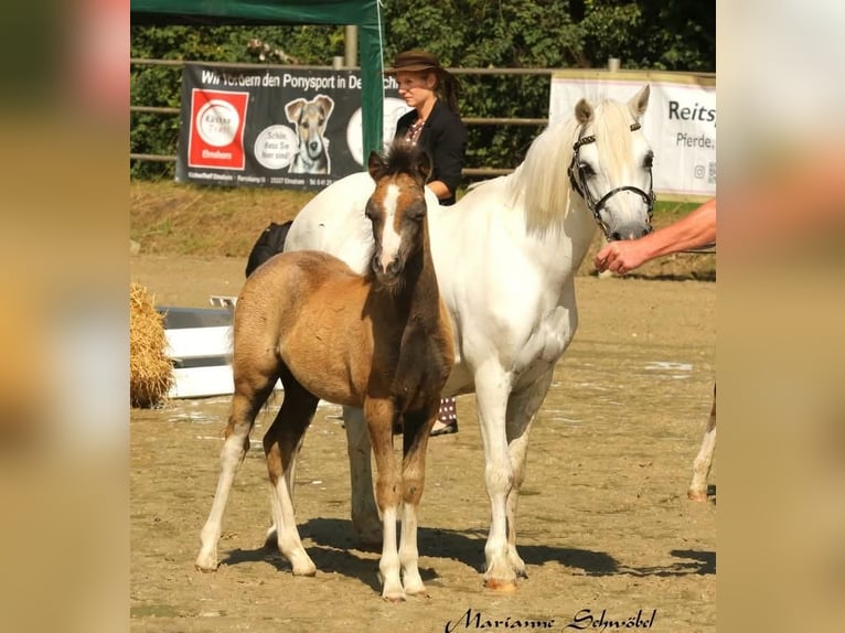 Welsh-A Hengst Fohlen (04/2025) in Neuenkirchen