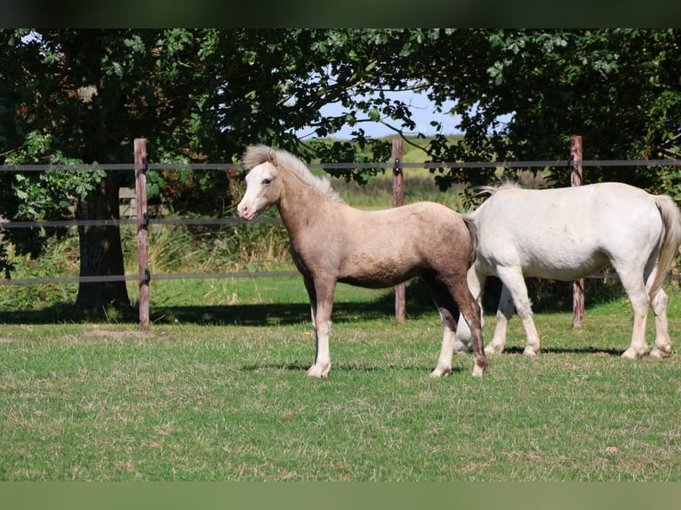 Welsh-A Hengst Fohlen (03/2025) Schimmel in Ten Boer