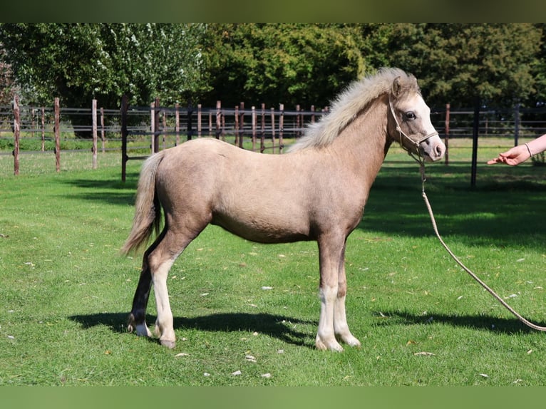 Welsh-A Hengst Fohlen (03/2025) Schimmel in Ten Boer