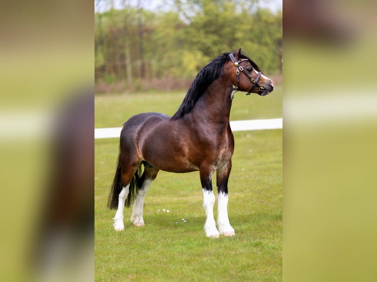 Welsh-A Hengst Veulen (04/2026) 119 cm Schimmel in Ruinerwold