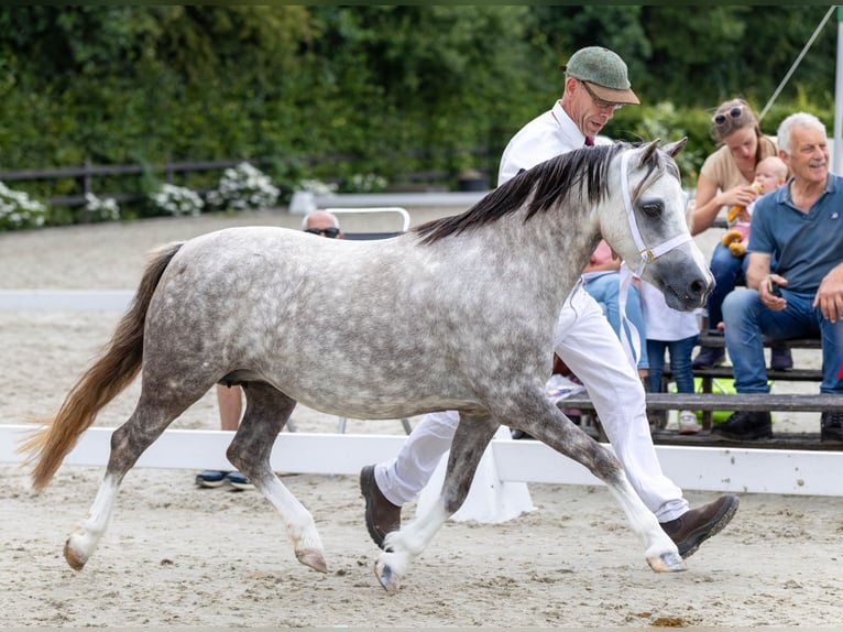 Welsh-A Hengst Veulen (04/2026) 119 cm Schimmel in Ruinerwold