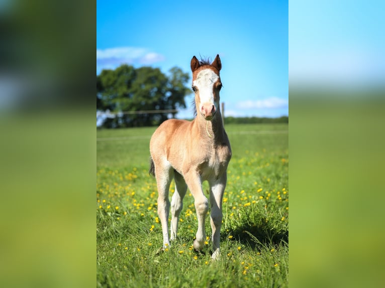 Welsh-A Hengst  120 cm Lichtbruin in Aalten