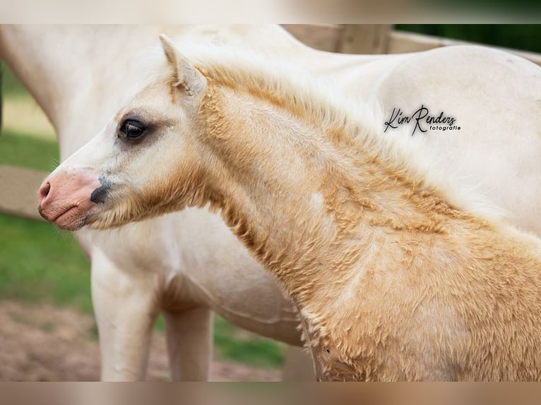 Welsh-A Hengst Veulen (03/2025) 120 cm Palomino in Duiven