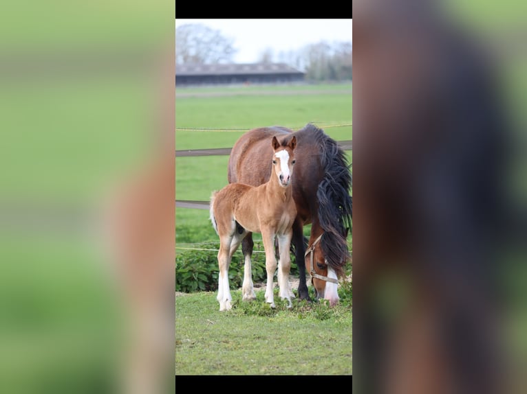 Welsh-A Hengst Veulen (03/2026) 121 cm Bruin in Capelle aan den IJssel