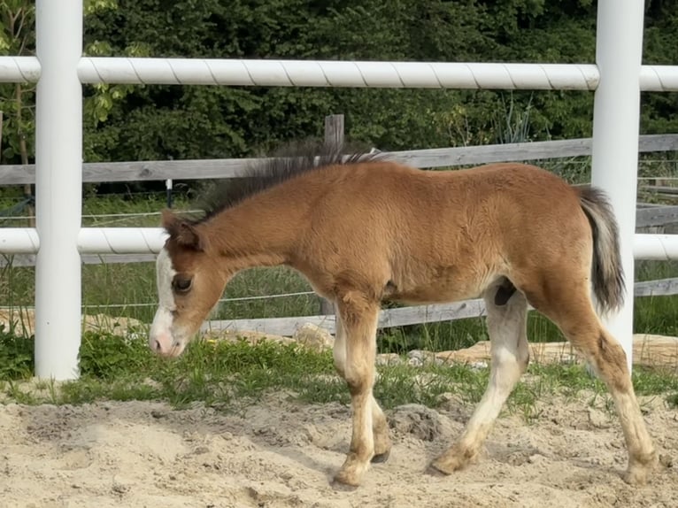 Welsh-A Hengst Veulen (04/2025) Donkerbruin in Wegscheid