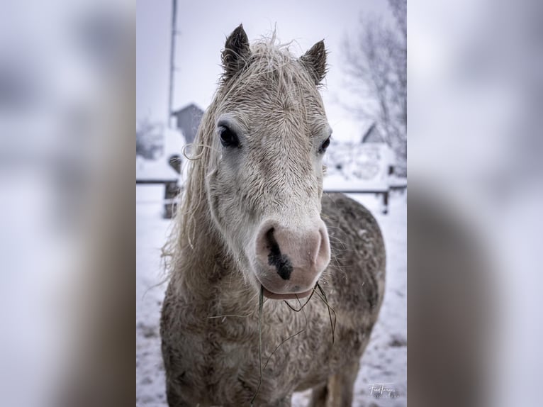 Welsh-A Hongre 10 Ans 113 cm Gris in Wielenbach