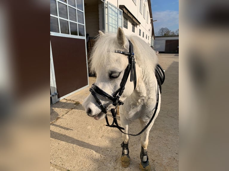 Welsh-A Hongre 10 Ans 115 cm Gris in Schermbeck