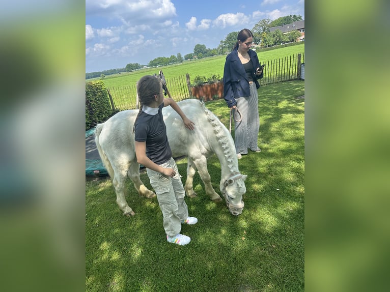 Welsh-A Hongre 10 Ans 115 cm Gris in Schermbeck