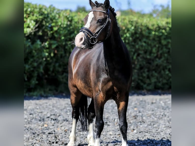 Welsh-A Hongre 10 Ans 116 cm Bai in Heythuysen