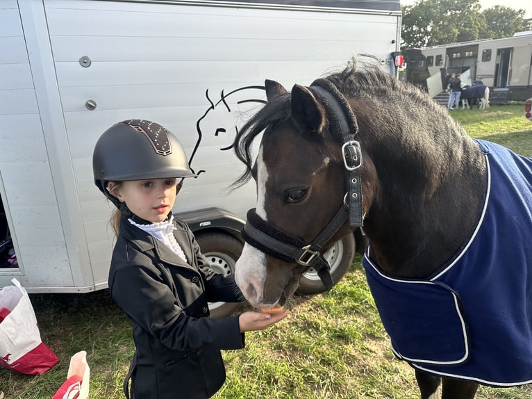 Welsh-A Hongre 10 Ans 116 cm Bai in Heythuysen