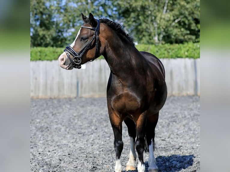 Welsh-A Hongre 10 Ans 116 cm Bai in Heythuysen