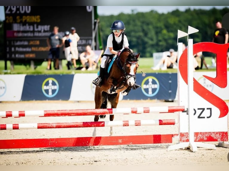 Welsh-A Hongre 10 Ans 122 cm Bai cerise in Dobczyce