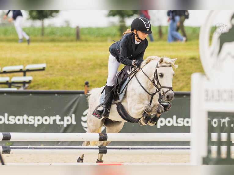 Welsh-A Hongre 10 Ans 123 cm Gris in Pod&#x142;&#x119;cze