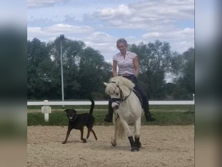 Welsh-A Hongre 10 Ans 125 cm Gris in Sendenhorst