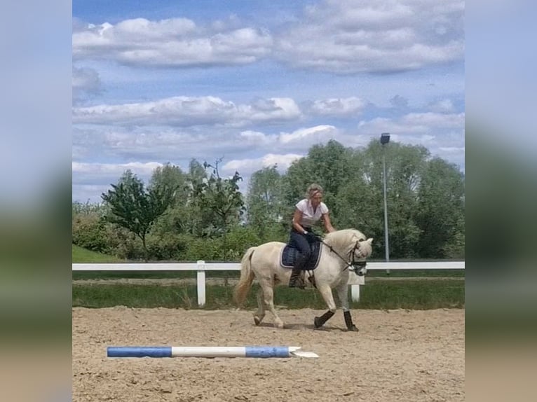 Welsh-A Hongre 10 Ans 125 cm Gris in Sendenhorst