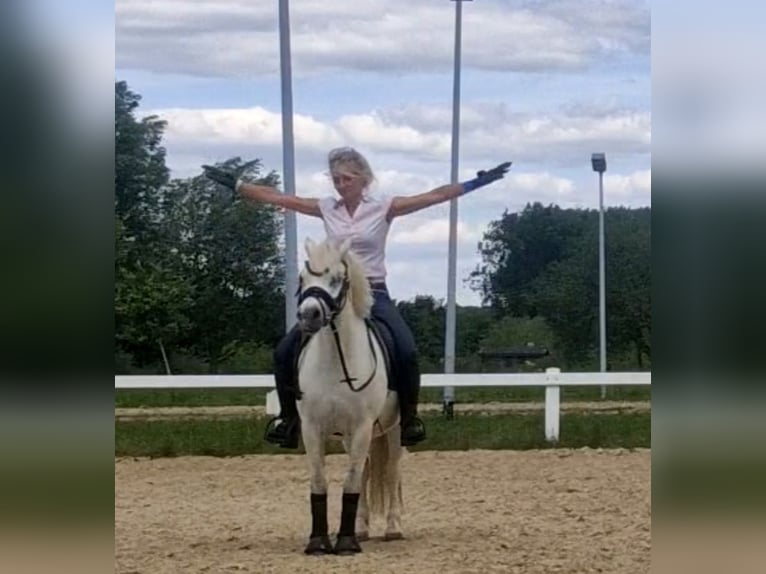 Welsh-A Hongre 10 Ans 125 cm Gris in Sendenhorst
