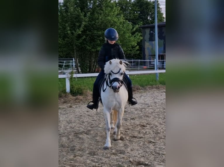 Welsh-A Hongre 10 Ans 125 cm Gris in Sendenhorst