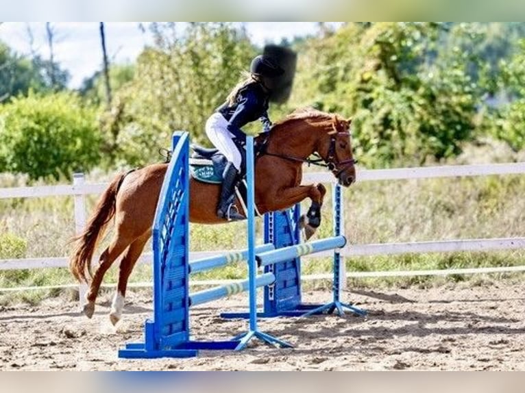 Welsh-A Hongre 10 Ans 132 cm Alezan in Gądki