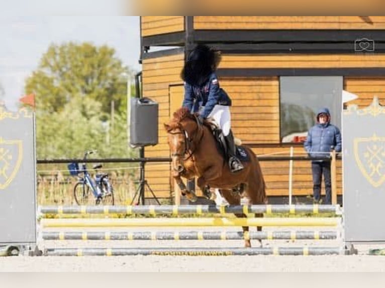 Welsh-A Hongre 10 Ans 132 cm Alezan in Gądki