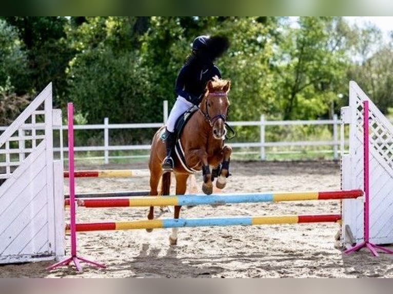 Welsh-A Hongre 10 Ans 132 cm Alezan in Gądki