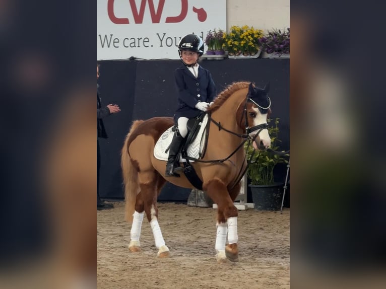 Welsh-A Hongre 11 Ans 120 cm Alezan in Bergisch Gladbach