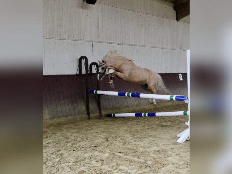 Welsh-A Hongre 11 Ans 121 cm Palomino in Lüdinghausen