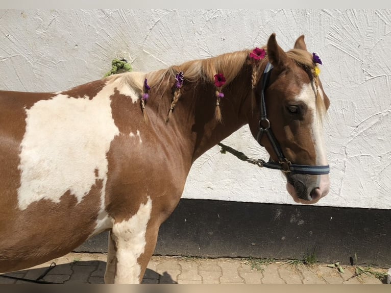 Welsh-A Croisé Hongre 11 Ans 130 cm Pinto in Freisen