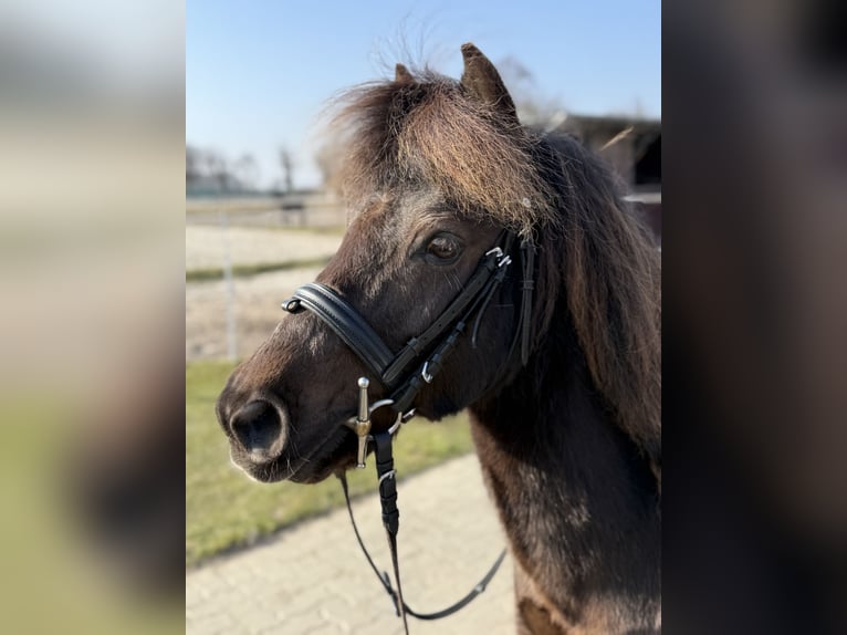 Welsh-A Croisé Hongre 12 Ans 120 cm Bai in Wasbüttel