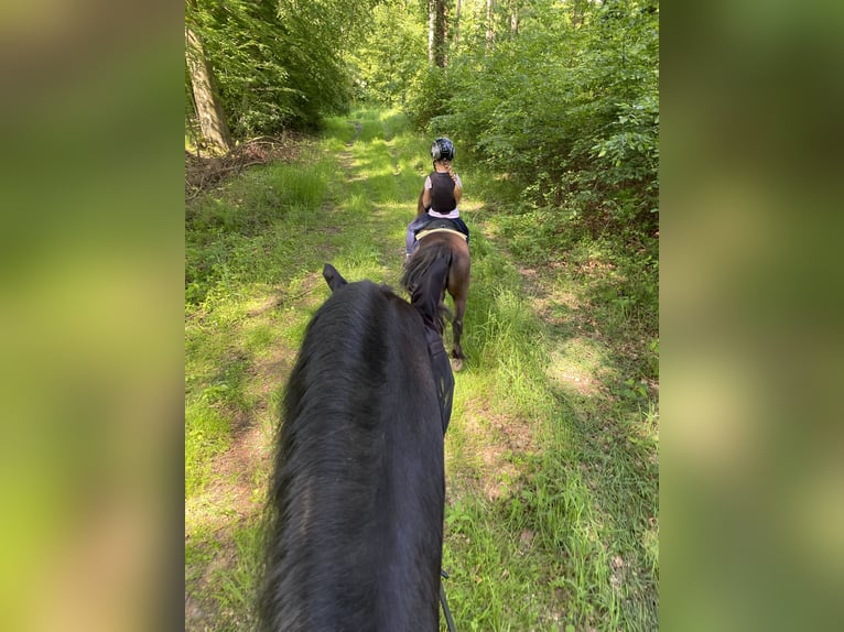 Welsh-A Croisé Hongre 12 Ans 120 cm Bai in Wasbüttel