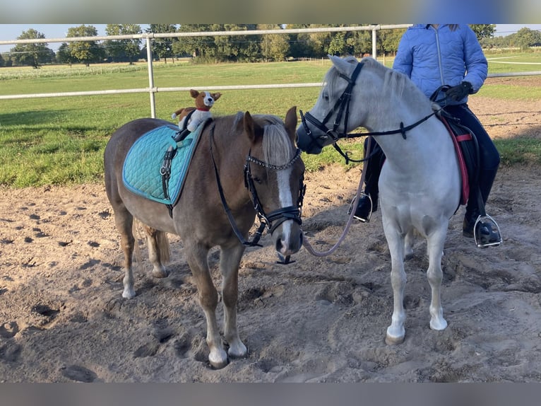 Welsh-A Hongre 12 Ans 120 cm Gris in Neuenkirchen