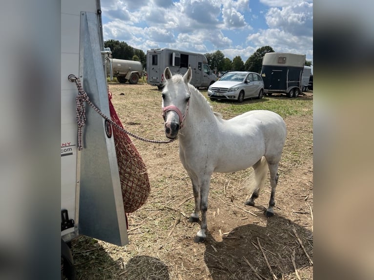 Welsh-A Hongre 12 Ans 122 cm Gris in IndenInden