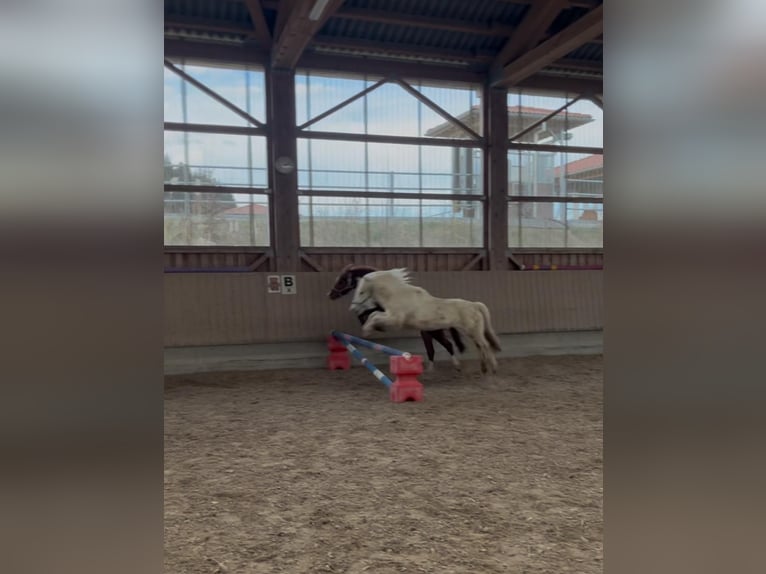 Welsh-A Hongre 12 Ans 127 cm Gris in Bad Wurzach