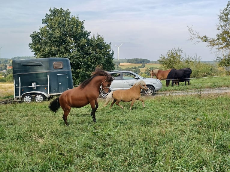 Welsh-A Croisé Hongre 13 Ans 114 cm Bai in Alsfeld