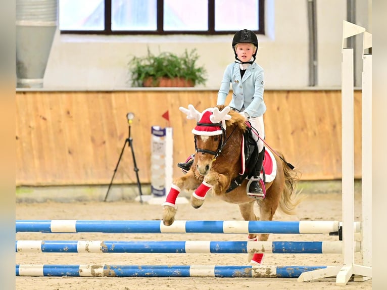 Welsh-A Hongre 13 Ans 117 cm Alezan in Rodewald