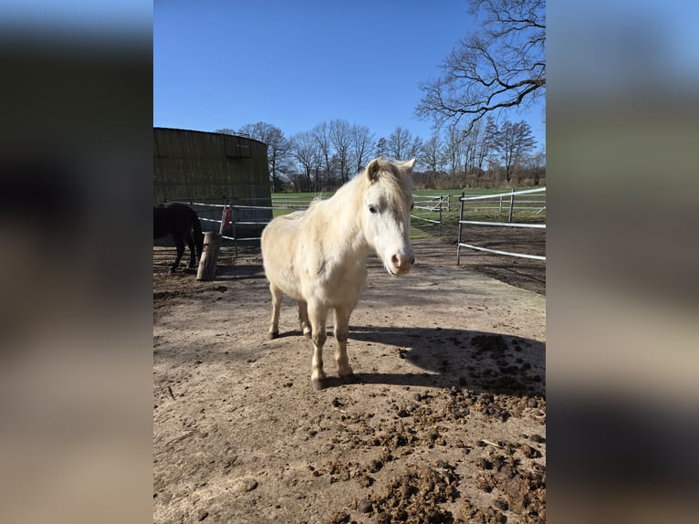 Welsh-A Hongre 13 Ans 120 cm Gris in Ladbergen