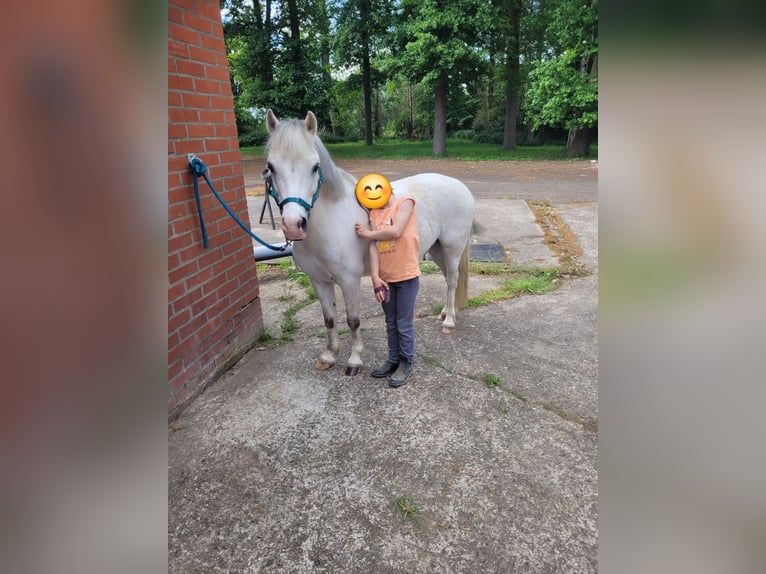 Welsh-A Hongre 13 Ans 120 cm Gris in Ladbergen
