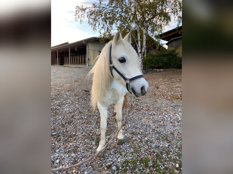 Welsh-A Hongre 13 Ans 127 cm Gris in Bad Wurzach