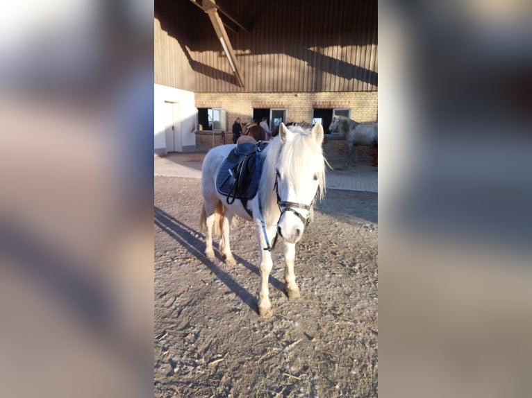 Welsh-A Hongre 13 Ans 127 cm Gris in Bad Wurzach