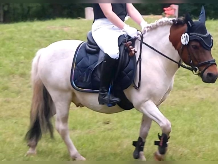 Welsh-A Croisé Hongre 14 Ans 112 cm Pinto in Reppenstedt
