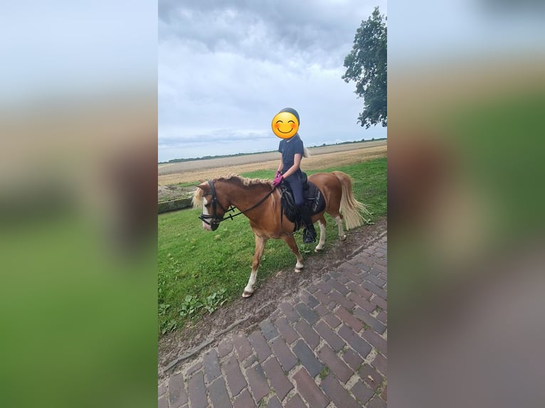 Welsh-A Hongre 14 Ans 115 cm Alezan in Martfeld