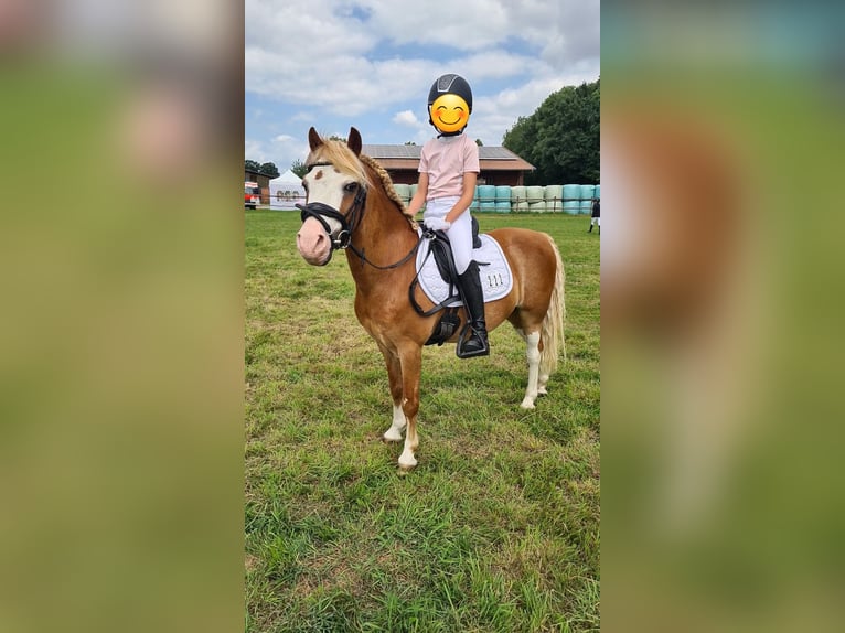 Welsh-A Hongre 14 Ans 115 cm Alezan in Martfeld