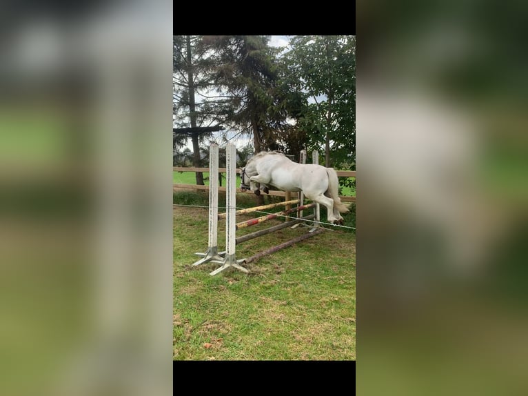 Welsh-A Hongre 14 Ans 117 cm Gris in Twello