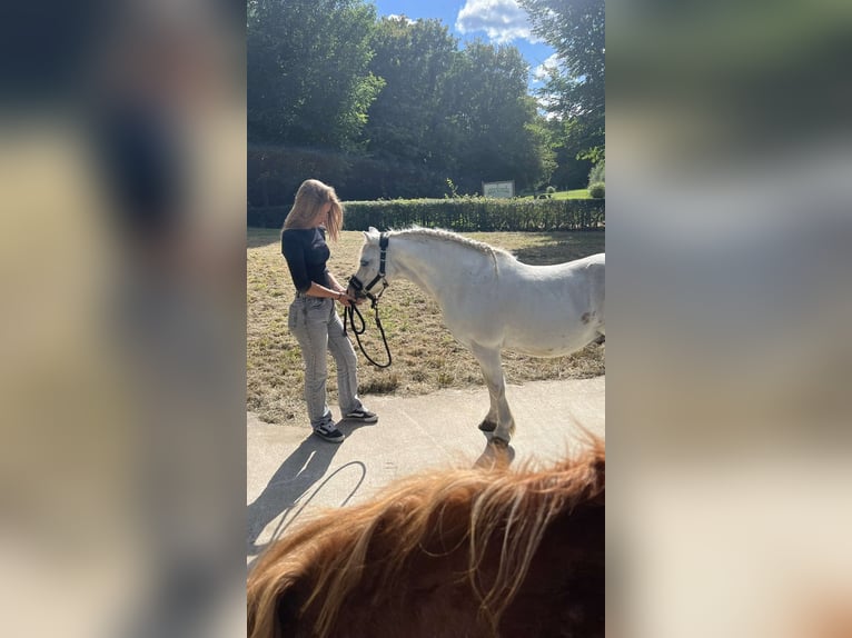 Welsh-A Hongre 14 Ans 117 cm Gris in Twello