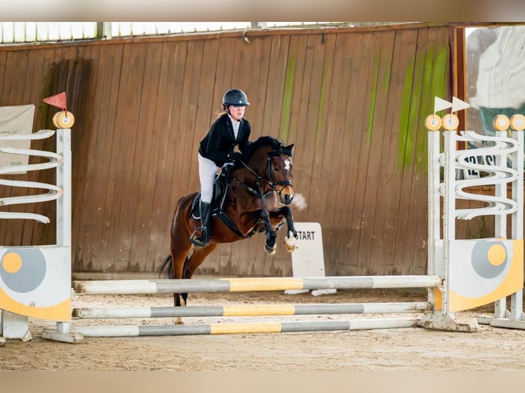 Welsh-A Hongre 14 Ans 129 cm Bai cerise in Ptakowice