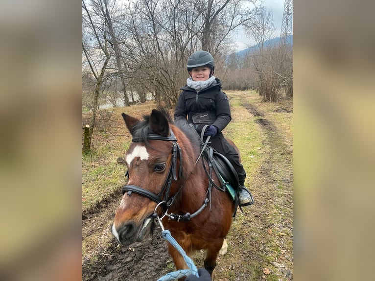 Welsh-A Hongre 15 Ans 100 cm Bai in Bergamo