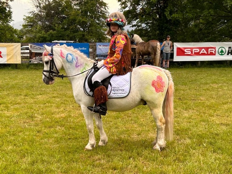 Welsh-A Hongre 15 Ans 110 cm Gris in Mieming