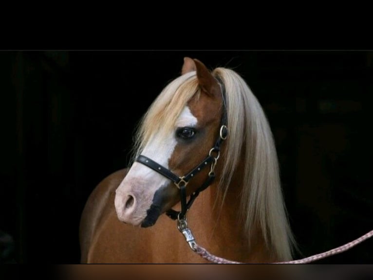 Welsh-A Hongre 15 Ans 115 cm Alezan in Martfeld