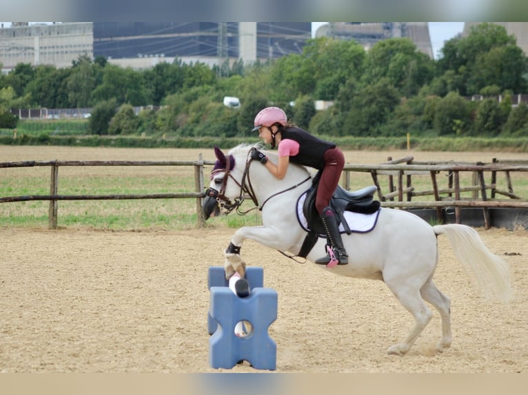 Welsh-A Hongre 15 Ans 115 cm Gris in Langerwehe
