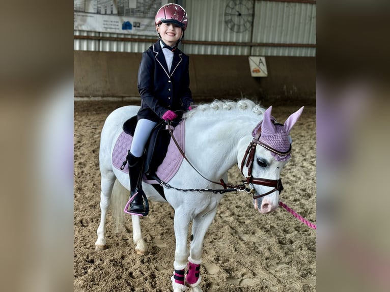 Welsh-A Hongre 15 Ans 115 cm Gris in Langerwehe